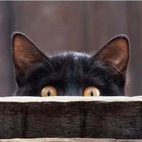 Черный котенок